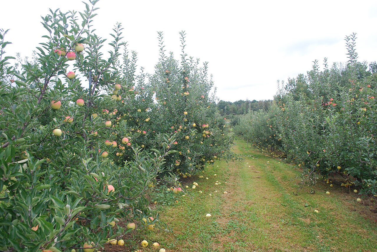 Apple orchard in the Highland and Marlboro fruit-growing corridor